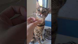 Cute cat loves sprouts so much she bites my fingers trying to grab one           cats eating plants