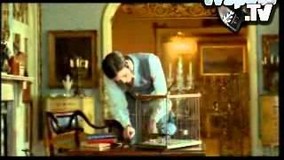 versatel - pigeon