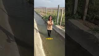 #新疆特产 #吐鲁番葡萄干 #优质农产品 #乡村守护人