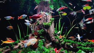 Amazing Rainbowfish Tank - The Greatest Life Ever of Rainbow Aquarium