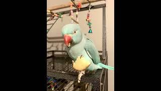 ASMR Parrot Eating A Juicy Apple #asmr #indianringneck #parrot #thebluechicken #cutepets #bird