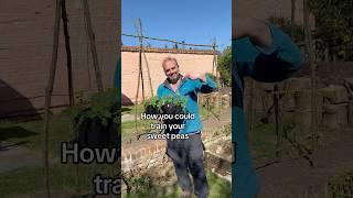 How you can grow sweet peas in your garden. A suggestion for a training system 🩵🩵 🩵