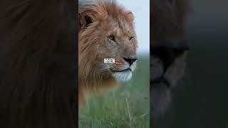 He EATS.... #motivation #mindset #vision #focus #Lions #roar