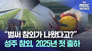 "벌써 참외가 나왔다고?" 성주 참외, 2025년 첫 출하 | 대구MBC뉴스