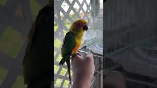 My New Sun Conure Meets Cockatiel