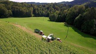 Corn Silage 22 