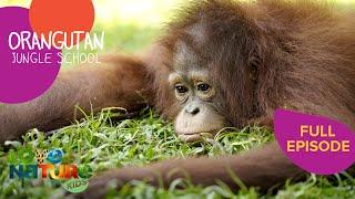 King Kasper | Orangutan Jungle School 103