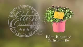 Callisia turtle - Eden Elegance