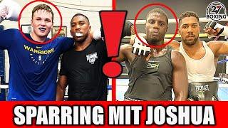 JOSHUAS deutsche SPARRINGSPARTNER steigen SAMSTAG auch in den RING!!! 247 Boxing