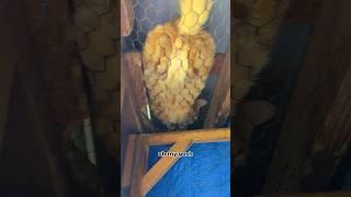 What Was Disturbing My Barn Cats? #barncats