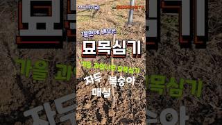 가을 묘목심기 - 1분만에 배우기 (자두,복숭아.매실등 핵과류) #plum #자두 #복숭아 #가을묘목 #묘목심기