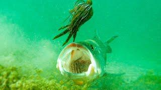 **Insane Underwater Footage** Fish Attacking Lures And Bass Fishing Tips!