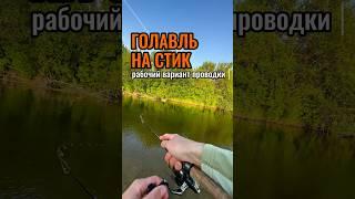 Голавль обожает стики и эту проводку! #поймалотпусти #голавль #рыбалка