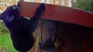 Cat Attempts Dramatic Climb Onto Shed