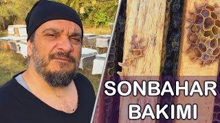 Arılarımıza Sonbahar Bakımı