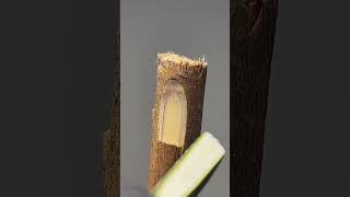 Fruit tree grafting technology sharing, just align the cambium, and leave the rest to time