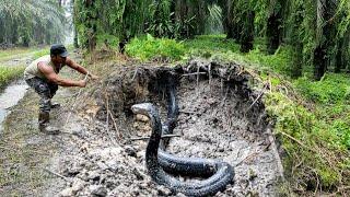 THE APPEARANCE OF THE TRANSFORMATION OF THE BLACK KING COBRA SNAKE IN KALIMANTAN | RESCUE | SNAKE