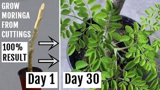 The Simplest way to Grow Moringa/Drumstick from Cuttings [Without Rooting Hormones]