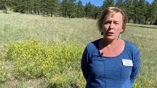 Weed of the Week Yellow Sweet Clover