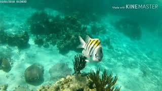 Mexico Rocks snorkel tour, San Pedro Belize!