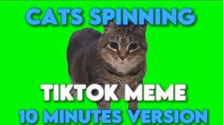 Cat Spinning Meme For 10 minutes #TikTok