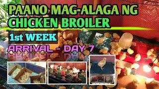 PAANO MAG-ALAGA NG CHICKEN BROILER | 1st WEEK | ARRIVAL-DAY 7 | 7th BATCH 150 HDS | Bantres ni A-yie