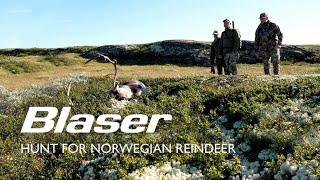 Rentier-Jagd Norwegen | Hunt for Norwegian Reindeer