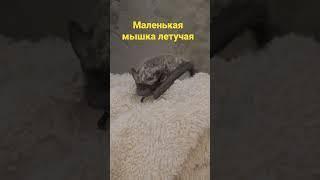 летучая мышка :)