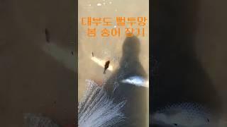 대부도 뻘투망 봄숭어 잡기 #shorts [화성이반장]