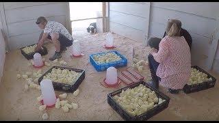 Bedding for Chickens The Right Way - from Day Old Chicks to Grown Up Chickens