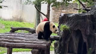 10月6日福宝吃完饭爬上大餐桌，韩国粉丝激动的不停夸福宝漂亮#panda #fubao #푸바오