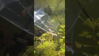 Rummy Nose Tetra #aquariumfish #aquarium #freshwateraquarium #tetrafish #tetra #shortsvideo #shorts