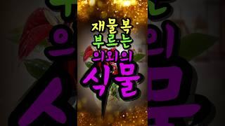 집안에 '이것'놔두면 금전운 폭발한다#풍수 #풍수소품 #풍수인테리어 #풍수지리 #금전운