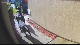 Loyal dogs rescue owner after stroke; Ring camera captures it all