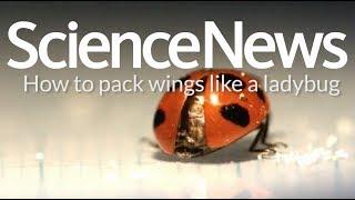 How to pack wings like a ladybug | Science News