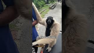 Weird sounds of different monkeys