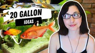 Colorful Schooling Fish For Your 20 Gallon Tank | 20 Gallon Aquarium Stocking Ideas