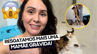 VLOG: TUDO sobre a GATA GRÁVIDA TRICOLOR que resgatamos! 