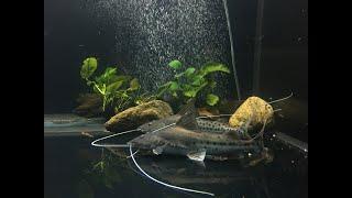 #monsterfishtank/ piraiba catfish /monster fish aqua sl #catfish #monsterfish #mfk #whalescatfish