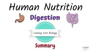 Human Nutrition Summary Leaving Cert Biology 2025-Biology Bugbears Digestion