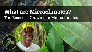 What Are Microclimates? The Basics of Microclimates in Permaculture