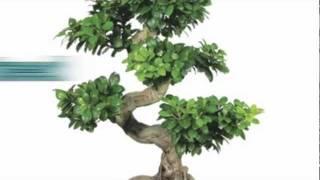 Bonsai Trees For Sale : Nursery Tree Wholesalers