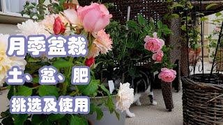 盆栽月季，用土、选盆、选肥一次说清（How to Plant Rose in Pot)