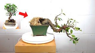 Drastic Transformation of S-Shape Ficus Microcarpa Tigerbark