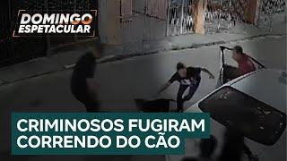 Polêmica: tutora agiu certo ao soltar pitbull em cima de ladrões para impedir assalto?