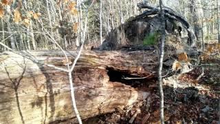 Bushwalk: the fallen giant