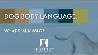 Dog Body Language: Wagging Tails