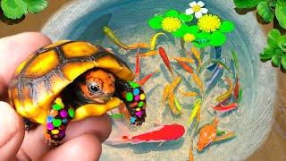 AMAZING Catch STRANGE TURTLE NEST In Egg Surprise, Neon Fish, Zebra Fish, Sailfish, Rainbow Fish