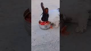 Little bunny eating slices of watermelon #cute #rabbit #animals #pets #bunny