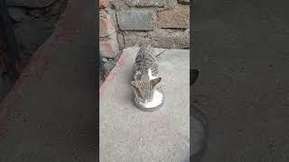 CAT with YASHIT KING #trendingvideo #viralvideo